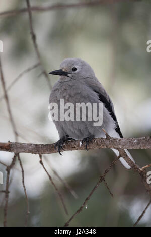 Clarks Nussknacker / Kiefernhäher (Nucifraga Columbiana) im Winter, thront auf einem dünnen Ast eines Baumes Nadelbaum Yellowstone Bereich, Montana, USA. Stockfoto