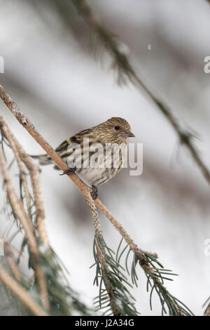 Erlenzeisig Kiefer / Fichtenzeisig (Spinus Pinus) thront in einem Nadelbaum-Baum, Erwachsene im Winter, Yellowstone-Gebiet, USA. Stockfoto