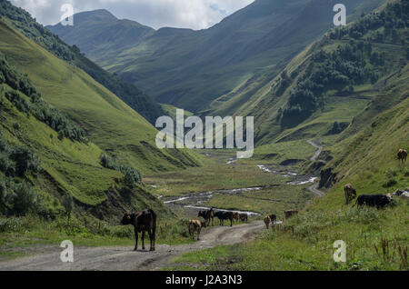 Kaukasus-Gebirge, Canyon Argun. Weg zum Schatili mit Kühen, Georgia, Europa Stockfoto