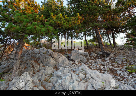 Pinien an der Küste auf Krk, Adria, Kroatien Stockfoto