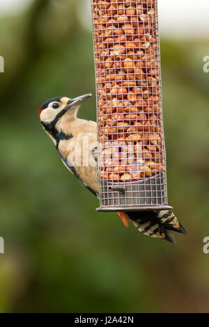 Specht  Erwachsene Männchen füttern auf Nuss Futterhäuschen  Winter  Powys, Wales, UK Stockfoto