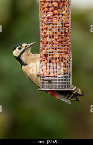 Specht  Erwachsene Männchen füttern auf Nuss Futterhäuschen  Winter  Powys, Wales, UK Stockfoto