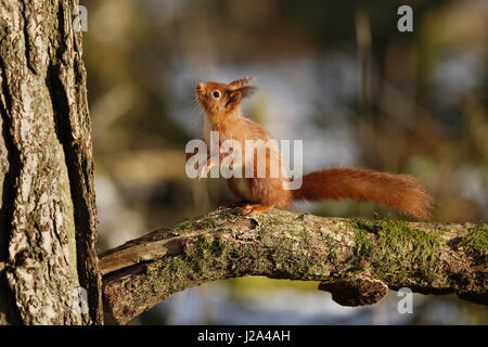 Eichhörnchen, Sciurus Vulgaris, Nachschlagen von Ast Stockfoto