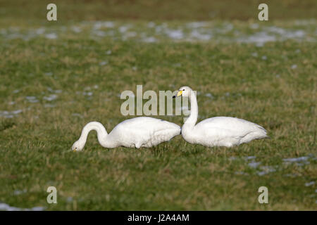 Whooper Schwan, Cygnus Cygnus, paar Fütterung im Feld Stockfoto