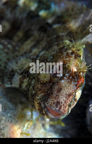 Die blenny Fisch von der Insel Krk, Kroatien Stockfoto