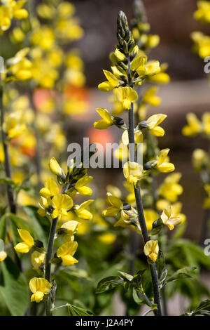 Aufrechte Ähren mit der gelb blühenden Carolina Lupin, Thermopsis Villosa, blühen im späten Frühjahr Stockfoto