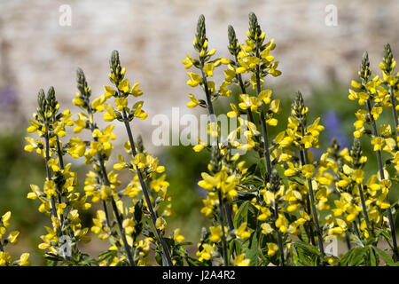 Aufrechte Ähren mit der gelb blühenden Carolina Lupin, Thermopsis Villosa, blühen im späten Frühjahr Stockfoto