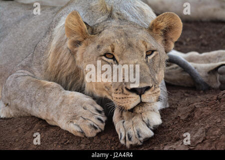 Löwe ruht in Pilanesberg National Park, Südafrika Stockfoto