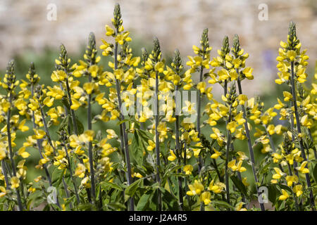 Aufrechte Ähren mit der gelb blühenden Carolina Lupin, Thermopsis Villosa, blühen im späten Frühjahr Stockfoto