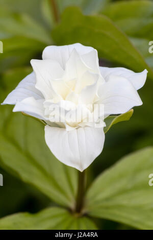 Weiße Blüte der blühenden Doppelfeder Woodlander, Trillium Grandiflorum "Snow Bunting", die Wake robin Stockfoto