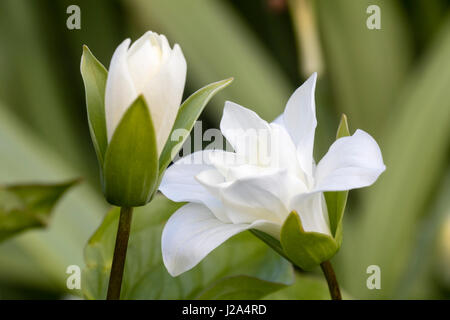 Weiße Blüte und Knospe blühenden Doppelfeder Woodlander, Trillium Grandiflorum "Snow Bunting", die Wake robin Stockfoto