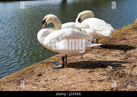 Ein paar Höckerschwäne (Cygnus Olor) neben dem Fluss Great Ouse an der Uferstraße, Bedford, UK putzen. Stockfoto