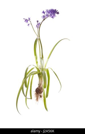 Gesamten spanischen Glockenblume mit Birne und Wurzeln auf weißem Hintergrund Stockfoto