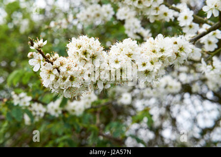 Schlehe (Prunus Spinosa) volle Frühjahr weiße Blüten, Bedfordshire, UK. Stockfoto