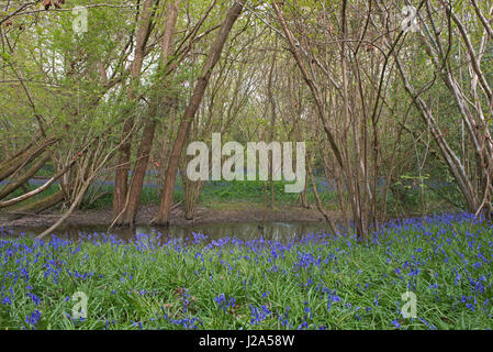 Glockenblumen-Hyacinthoides non-Scripta wachsen um ein Waldbach. West Sussex, England, Uk, Gb, Stockfoto