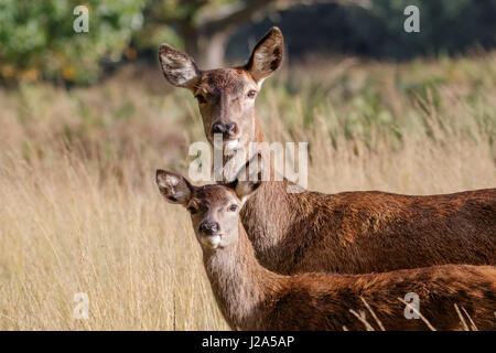 Red Deer weibliche Hind Mama Mutter und junges Baby Kalb (Cervus Elaphus) Stockfoto