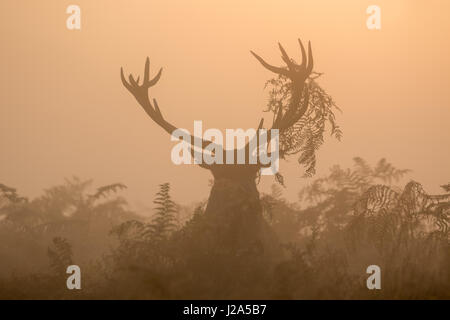 Red Deer rut Hirsch Geweih (Cervus Elaphus) bei Sonnenaufgang während der Brunftzeit anzeigen Stockfoto