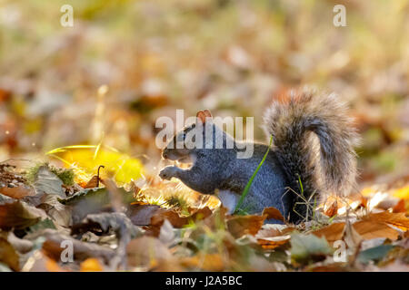 Grau oder grau-Eichhörnchen (Sciurus Carolinensis) Futter für süße Kastanien in einen herbstlichen Wald Stockfoto