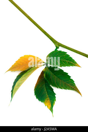 Multicolor Herbst Zweig der Trauben Blätter, Parthenocissus Quinquefolia Laub. Isoliert auf weißem Hintergrund. Stockfoto