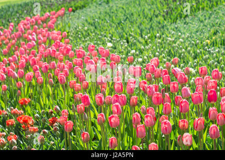 Viele rote und rosa Tulpen in einem park Stockfoto