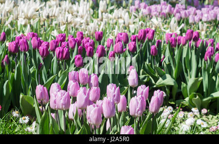 Viele weiße Flieder und lila Tulpen in einem park Stockfoto