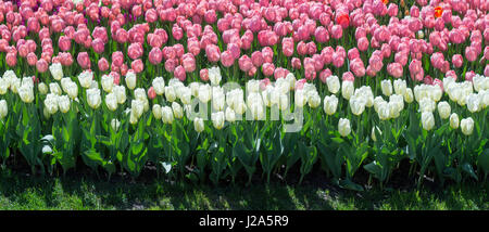 Viele weiße und rosa Tulpen in einem park Stockfoto