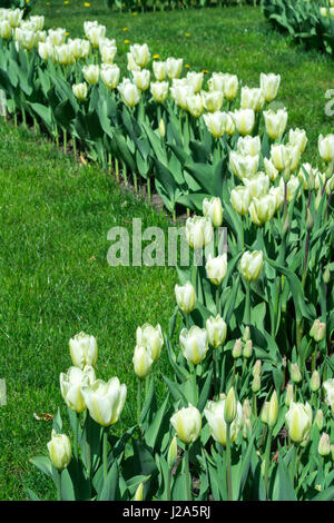 Viele weiße Tulpen in einem park Stockfoto