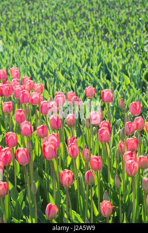 Viele rosa Tulpen im park Stockfoto