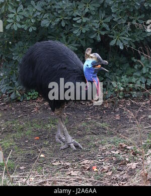 Australischen Southern Helmkasuar (Casuarius Casuarius) Flecht-aka doppelte Kasuar.  Essen Obst. Stockfoto