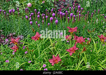 Blumen mit Taglilien und Liatris Spicata 'Kobold' Stockfoto