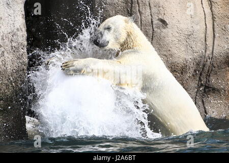 Eisbär (Ursus Maritimus) spielen mit eine große Plastikkugel in Rotterdam Blijdorp Zoo, Niederlande Stockfoto