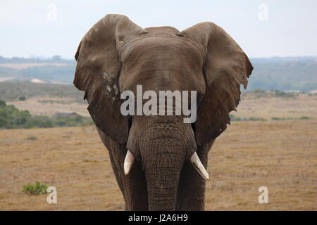 Elefant, Blick geradeaus Stockfoto