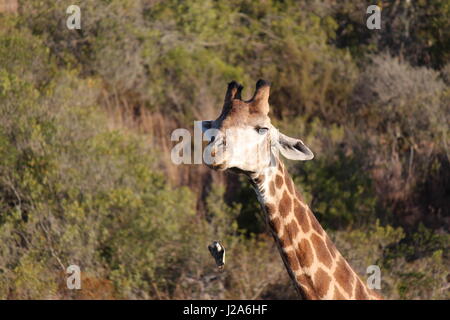 Giraffe Abwurf Kieferknochen Stockfoto