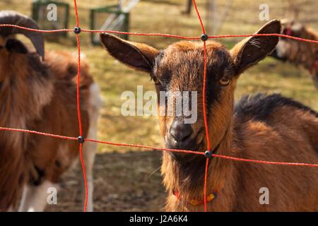 Elektrozaun für Tierhaltung. Hirten weiden für Schafe und Ziegen Stockfoto