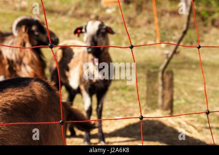 Elektrozaun für Tierhaltung. Hirten weiden für Schafe und Ziegen Stockfoto