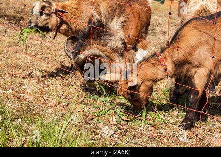 Elektrozaun für Tierhaltung. Hirten weiden für Schafe und Ziegen Stockfoto