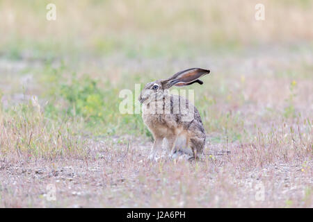 Alert schwarz-angebundene Jackrabbit (Lepus Californicus). Stockfoto