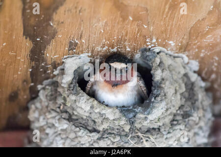 Rauchschwalbe (Hirundo Rustica) spähen aus seinem bemerkenswerten Nest. Stockfoto