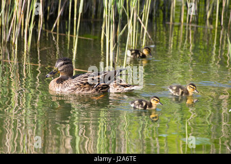 Weibliche Stockente Enten schwimmen auf dem See mit Schilf im Hintergrund mit jungen Entenküken Stockfoto