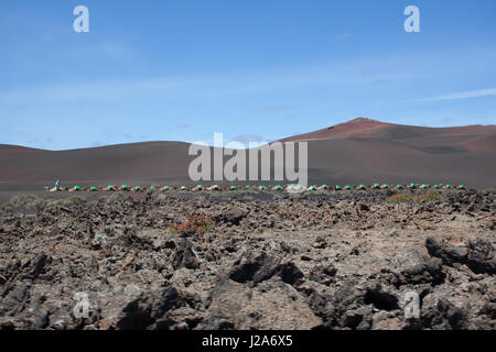 Kamel reitet im Nationalpark von Lanzarote. Stockfoto