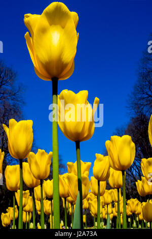 Gelbe Tulpen gegen den blauen Himmel Stockfoto