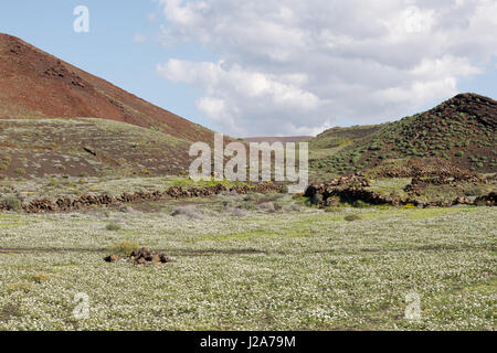 Lavalandschaft auf der wunderschönen spanischen Insel Lanzarote Stockfoto