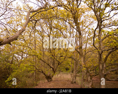 Bäume im Frühling mit Ästen und neuen grünen Zweigen im Wald Golden ruhig und friedlich Stockfoto