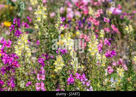 Clarkia unguiculata, Snapdragon Antirrhinum majus Stockfoto