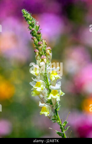 Löwenmaul Antirrhinum majus Stockfoto