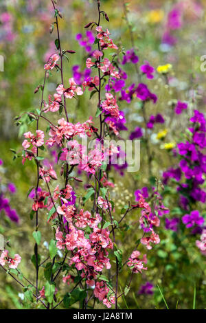 Clarkia unguiculata Stockfoto