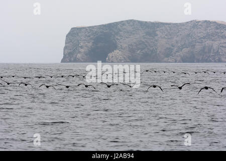 Die Islas Ballestas, Pisco, Ica, Peru sind eine kleine Gruppe von Inseln vor der Küste von Peru. Der Nationalpark ist ein Nährboden für Seevögel Stockfoto