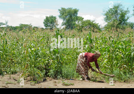 Malawi, Salima Bezirk, traditionelle Autorität Kambwili, Bwanali, Social Cash Transfer Programm, Haushaltsvorstand, Dora Chilamba in diesem Bereich arbeiten. Stockfoto