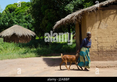 Malawi, Salima Bezirk, Social Cash Transfer Programm, traditionelle Autorität Kambwili, Chipembere Dorf, Ziwone Maunde, erhält Mk1200.00 pro Monat (7 USD). Geld verwendet, um ein Haus und andere Grundbedürfnisse zu bauen. Stockfoto