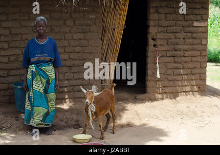 Malawi, Salima Bezirk, Social Cash Transfer Programm, traditionelle Autorität Kambwili, Chipembere Dorf, Ziwone Maunde, erhält Mk1200.00 pro Monat (7 USD). Geld verwendet, um ein Haus und andere Grundbedürfnisse zu bauen. Stockfoto